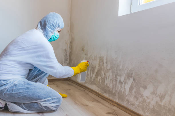 Licensed Basement Mold Remediation service in Hermitage, PA - WQB Mold Removal