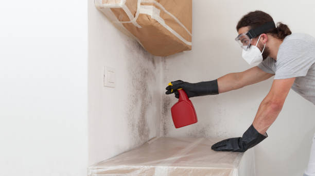 Professional Basement Mold Remediation technician working in Hermitage, PA