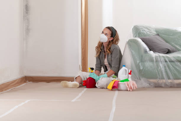 Reliable Basement Mold Remediation contractor in Hermitage, PA by WQB Mold Removal