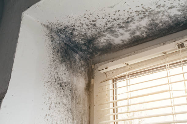 Affordable Basement Mold Remediation solutions in Hermitage, PA