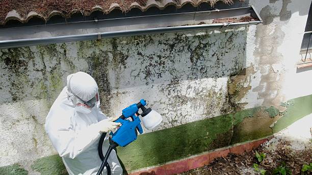 Top rated local Basement Mold Remediation specialists in Hermitage, PA